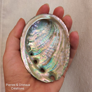 Coquille D'ormaux