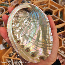 Charger l&#39;image dans la galerie, Coquille D&#39;ormaux

