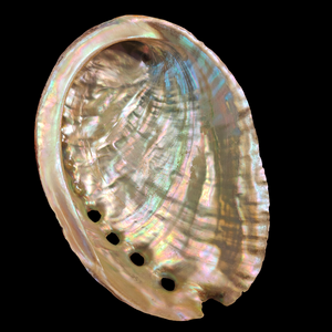 Coquille D'ormaux